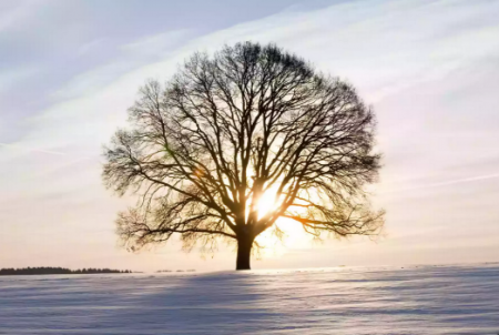 Tree-in-Winter